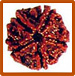 Five Mukhi Rudraksha