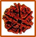 Six Mukhi Rudraksha